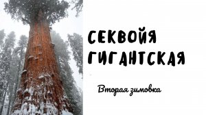 Секвойя гигантская. Результат второй зимовки в открытом грунте.