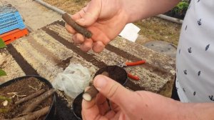 Черенкование Павловнии корневыми отростками!