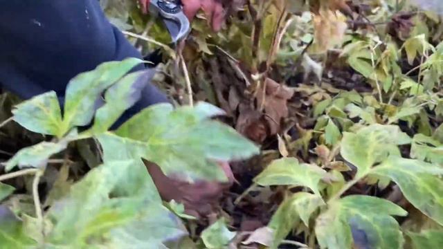 Itoh peony - pruning part eleven смотреть онлайн