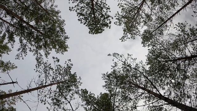 Гора Валдай Болото Клюква Mountain Valdai Cranberry Swamp смотреть онлайн