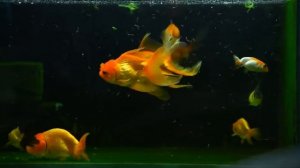 Расслабляющая музыка для сна рыбки -Relaxing fish sleep music