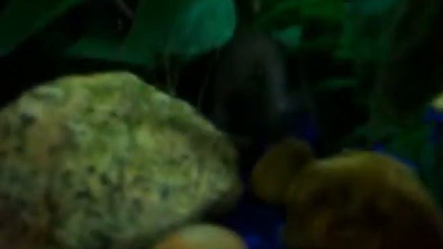 2012 Plans, Where I've Been & A Look At My 7 Aquariums смотреть онлайн