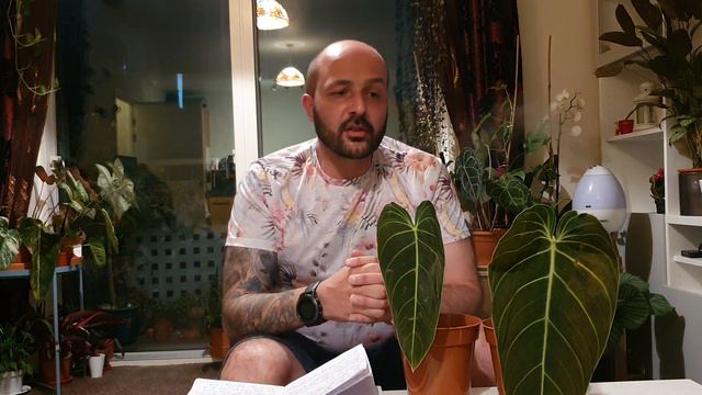 Philodendron Melanochrysum