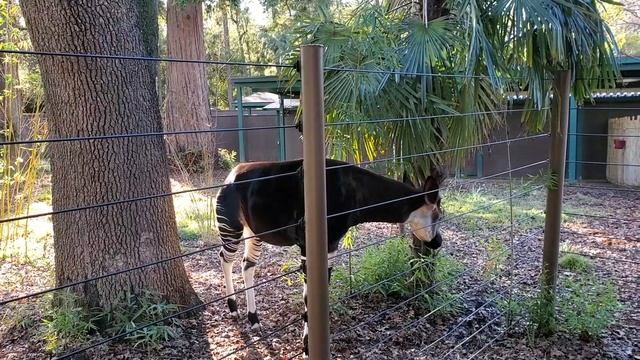 Creation Quest Zoo Minute - Okapi смотреть онлайн