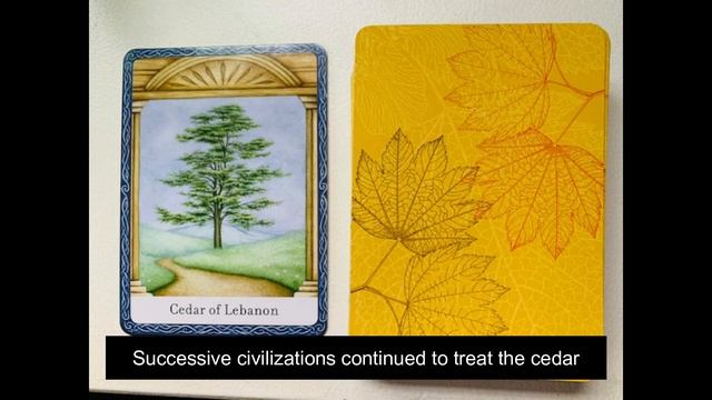 *Wisdom of Tree Oracle Card Reading Message* смотреть онлайн