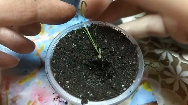 ?БРАХИКОМА?! ПИКИРОВКА?! ПОДРОБНО!