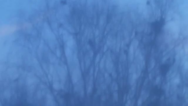Весна пришла в Подмосковье Птичий рай смотреть онлайн