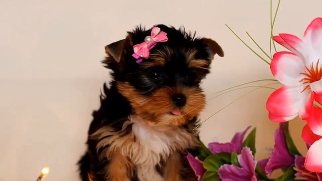 Малышка йорк / Купить щенка йорка / Щенок йорка смотреть онлайн