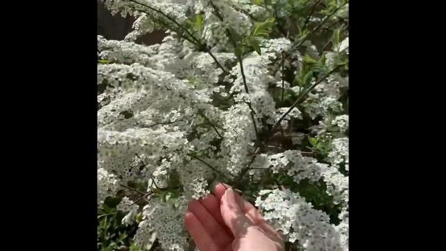 Красивоцветущая СПИРЕЯ СЕРАЯ. Лучшая СПИРЕЯ весеннего цветения («майский снег» «невеста») смотреть онлайн