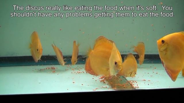 Feeding Tetra Color Tropical Granules to Discus Fish смотреть онлайн