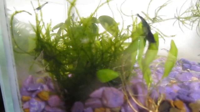 Яванский мох в аквариуме с креветками смотреть онлайн