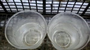 Какая вода замерзает быстрее горячая или холодная