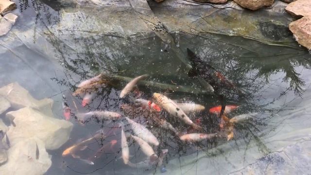 Лайфхак для пруда из пленки. Красивый пруд возле дома. Пруд где нерестятся кои. смотреть онлайн
