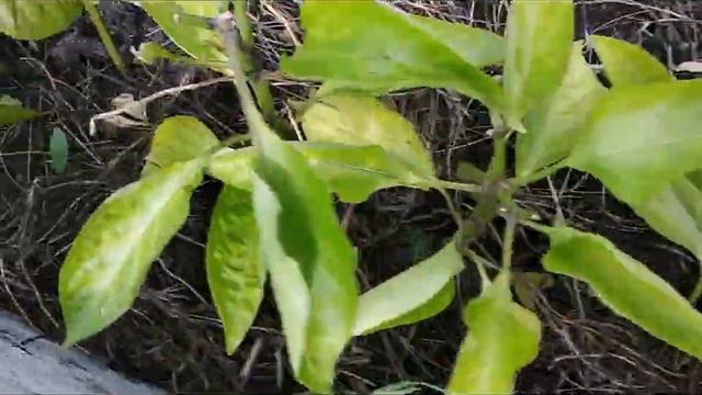 ХОМЯКИ НА ДАЧЕ, КАРАУЛ!!!!!!!!!! смотреть онлайн