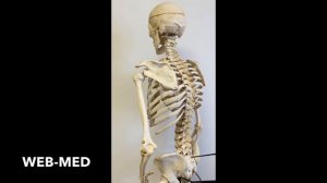 Скелет человека (в целом)