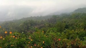 MENEMANI ISTRI TETANGGA SAAT SUAMINYA PERGI #kisahnyata