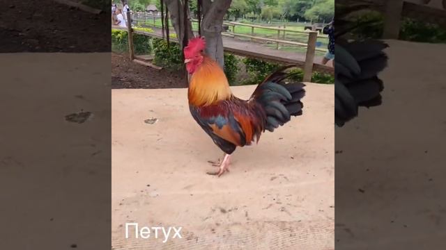 Маврикий 2020 смотреть онлайн