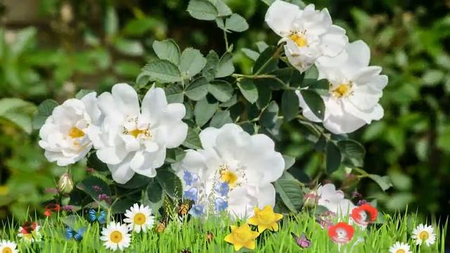 Роза собачья Альба (alba) ? Обзор: посадка и уход. рассада розы Альба: описание и особенности смотреть онлайн