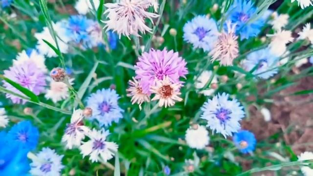 Васильки. Очень красивые цветы. смотреть онлайн