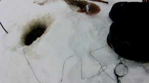 Проверка удочек. 6 день. Телефон зло)))