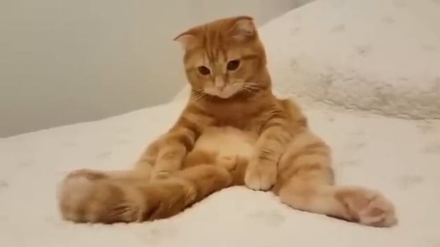 Смешной кот / Funny cat. Медитация по-кошачьи. смотреть онлайн