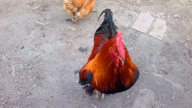 Петух, как он удивленно на что то реагирует смотреть онлайн
