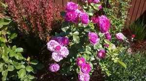 Эта РОЗА меня СРАЗИЛА - Флорибунда МИСТЕРЬЁЗ, ЦВЕТЕНИЕ ВАУ!??