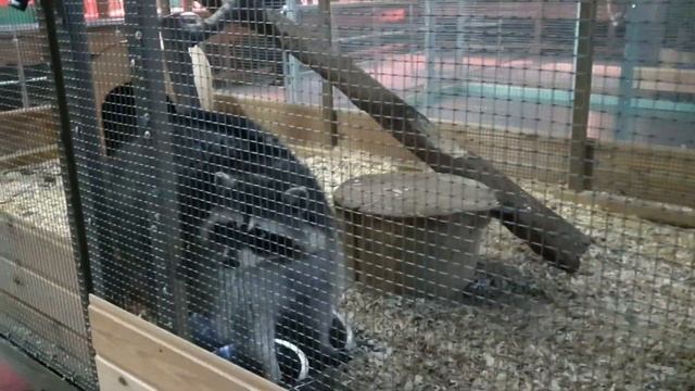 Прогулка в Зоопарк. Лазаревское Сочи. Пингвинарий в Центральном парке отдыха. Цена билета 400 руб. смотреть онлайн