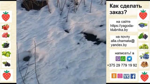 Начало весеннего сезона 2022 г. Посылки и заказы с апреля по погоде. смотреть онлайн