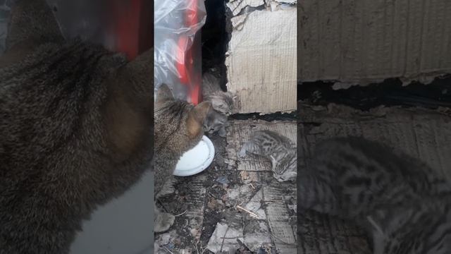 Кошечка учит пить молоко котят!!! #shorts смотреть онлайн