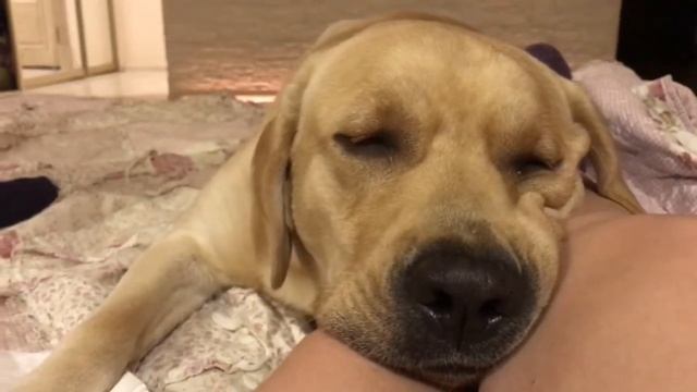Лабрадора плющит во сне смотреть онлайн