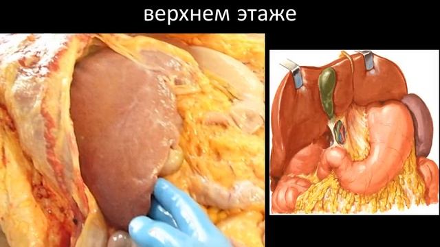 Учебное видео по теме: 