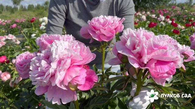 Alexander Flemming peony. Александр Флеминг пион. Пулков сад смотреть онлайн