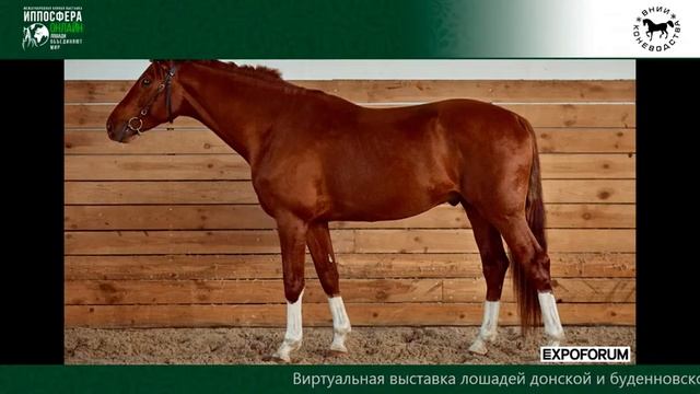 Виртуальная выставка лошадей донской и буденновской пород "Золото России" смотреть онлайн