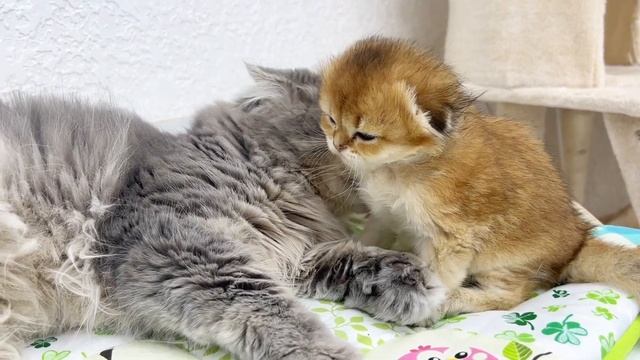 Three cats compete to adopt a little kitten смотреть онлайн