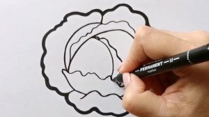 Как нарисовать КАПУСТУ / ОВОЩИ / раскраска для детей / Нарисуй Ка