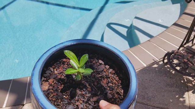 Пустынная Роза. Adenium Desert Rose. смотреть онлайн