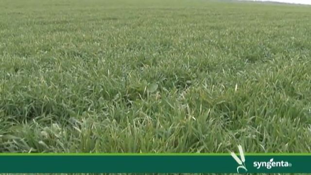 Artea i Amistar Extra za psenicu bez bolesti, Syngenta - U nasem ataru 478 смотреть онлайн