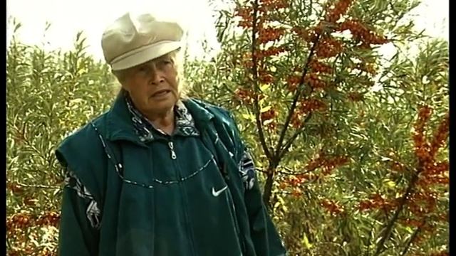 Агротехника облепихи смотреть онлайн