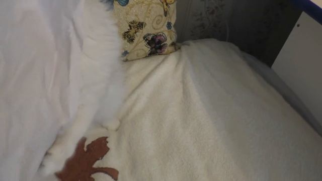 Кошка Туся играет с бумагой смотреть онлайн