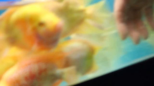 Unboxing Live Tropical Fish From Asia - 25 Boxes of AWESOME Fish смотреть онлайн