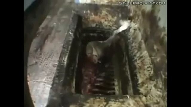 готовять колбасы из коров смотреть онлайн