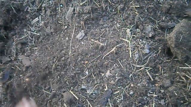 Картошка, посаженная под зиму. смотреть онлайн