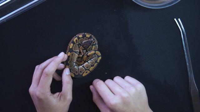 Force Feeding Snakes - Done Properly!