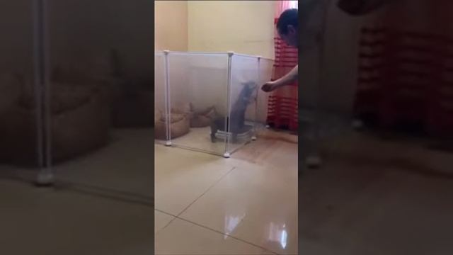Пластиковый вольер смотреть онлайн