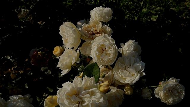 Роза Ликохоталу и Шилаби - неземные цветочные шедевры японской селекции! Rose Likohotalu, Shilabe. смотреть онлайн