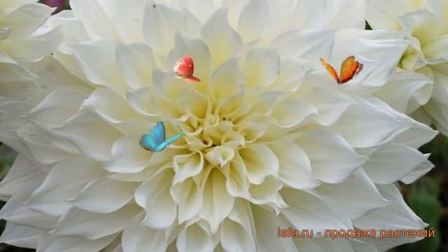 Георгина декоративная Флёрел (dahlia Fleurel) ? Флёрел обзор: как сажать, луковицы георгины Флёрел