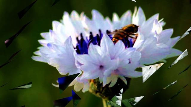 Cornflower, blue hibiscus (HD1080p) смотреть онлайн