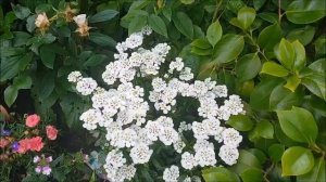 Красавица пеларгония-украшение вашего садa ! Герань. Pelargonium. Цветы в моем саду, в июне 2018.
