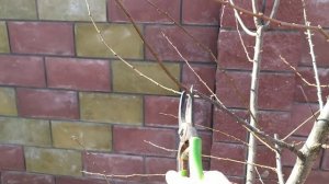 Обрезка запущенной сливы весной. Слива Комета.